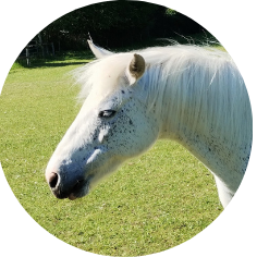 Pony-Yoshi